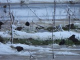 A photograph of the species Sturnus vulgaris, not of this specimen