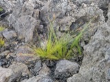 A photograph of the species Bulbostylis capillaris, not of this specimen
