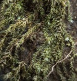 A photograph of the species Bryhnia graminicolor, not of this specimen