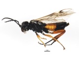 A photograph of the species Taxonus rufocinctus, not of this specimen