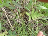 A photograph of the species Rana pipiens, not of this specimen