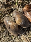 A photograph of the species Pyganodon grandis, not of this specimen