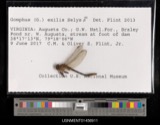 A photograph of the species Gomphus exilis, not of this specimen