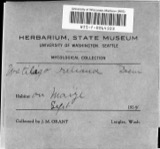 A photograph of the species Ustilago reiliana, not of this specimen