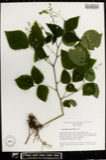 A photograph of the species Desmodium pauciflorum, not of this specimen