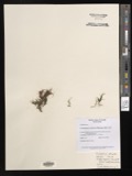 A photograph of the species Cladophora refracta, not of this specimen
