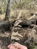 A photograph of the species Cinna arundinacea, not of this specimen
