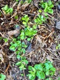 A photograph of the species Mentha aquatica, not of this specimen