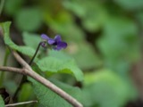 A photograph of the species Viola bicolor, not of this specimen