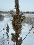 A photograph of the species Amaranthus L., not of this specimen