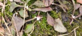 A photograph of the species Antennaria parlinii, not of this specimen