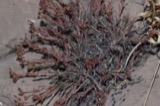 A photograph of the species Paronychia Mill., not of this specimen