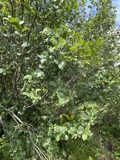 A photograph of the species Alnus viridis, not of this specimen