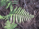A photograph of the species Woodwardia virginica, not of this specimen