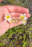 A photograph of the species Sabatia kennedyana, not of this specimen