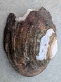 A photograph of the species Lasmigona complanata, not of this specimen