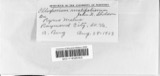 A photograph of the species Illosporium malifoliorum, not of this specimen