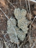 A photograph of the species Cladonia apodocarpa, not of this specimen