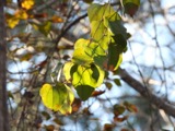 A photograph of the species Smilax rotundifolia, not of this specimen