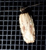 A photograph of the species Agonopterix atrodorsella, not of this specimen
