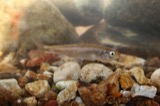 A photograph of the species Luxilus chrysocephalus, not of this specimen