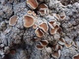 A photograph of the species Ochrolechia tartarea, not of this specimen
