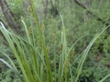 A photograph of the species Carex alopecoidea, not of this specimen