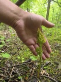 A photograph of the species Botrychium matricariifolium, not of this specimen