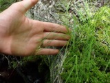 A photograph of the species Carex novae-angliae, not of this specimen