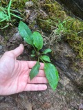 A photograph of the species Solidago arguta, not of this specimen