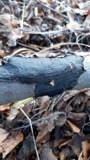 A photograph of the species Diatrype stigma, not of this specimen