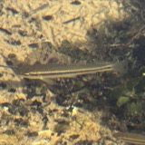 A photograph of the species Nocomis Girard, not of this specimen