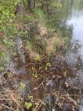 A photograph of the species Carex limosa, not of this specimen