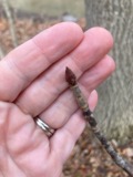 A photograph of the species Aesculus glabra, not of this specimen