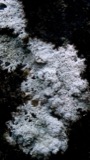 A photograph of the species Diploschistes scruposus, not of this specimen