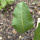 A photograph of the species Silphium terebinthinaceum, not of this specimen