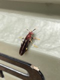 A photograph of the species Polistes annularis, not of this specimen