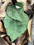 A photograph of the species Tipularia discolor, not of this specimen
