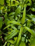 A photograph of the species Gentiana linearis, not of this specimen