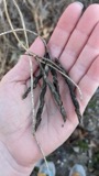 A photograph of the species Apios americana, not of this specimen