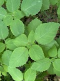 A photograph of the species Impatiens pallida, not of this specimen
