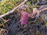 A photograph of the species Angelica atropurpurea, not of this specimen