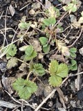 A photograph of the species Potentilla norvegica, not of this specimen