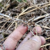 A photograph of the species Cryptomycina pteridis, not of this specimen
