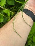 A photograph of the species Festuca subverticillata, not of this specimen