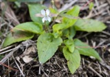 A photograph of the species Viola primulifolia, not of this specimen