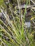 A photograph of the species Carex pauciflora, not of this specimen