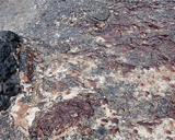 A photograph of the species Bangia fuscopurpurea, not of this specimen