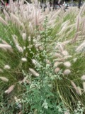 A photograph of the species Chenopodium album, not of this specimen