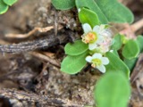 A photograph of the species Euphorbia cordifolia, not of this specimen